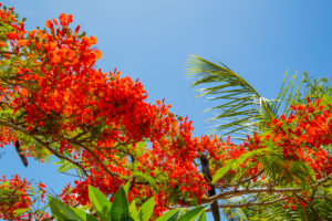 Flammenbaum, Delonix regia, Flamboyant, Sakalava Strand, Oronjia Nationalpark, Antsiranana, Diego Suarez, Madagaskar, Afrika, Indischer Ozean Flammenbaum, Delonix regia, Flamboyant, Sakalava Strand, Oronjia Nationalpark, Antsiranana, Diego Suarez, Madagaskar, Afrika, Indischer Ozean